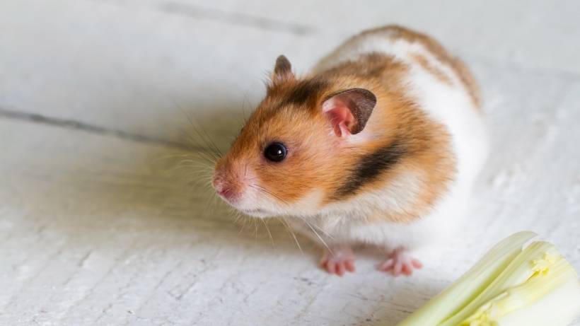7 reasons for choosing a hamster as a pet