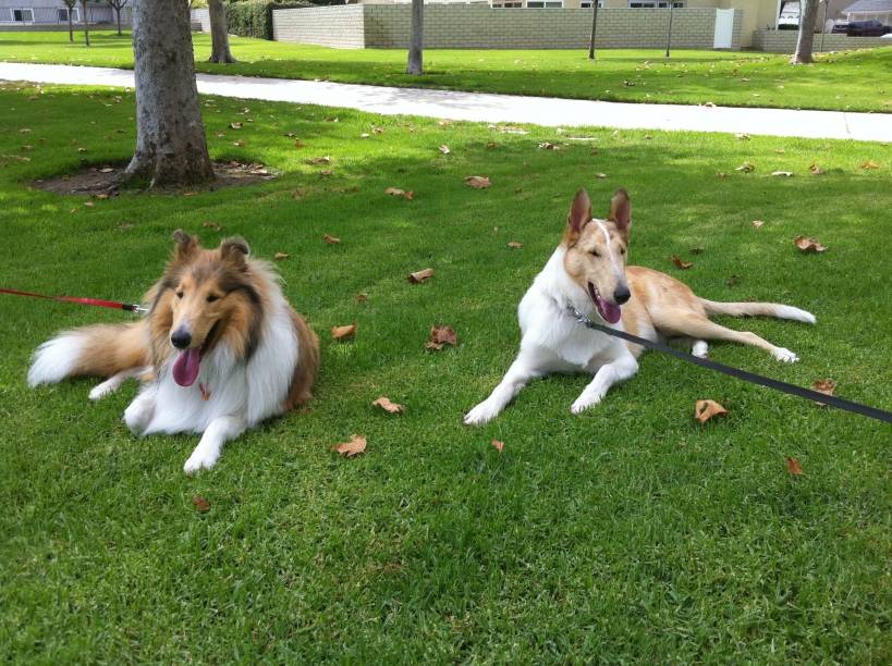 Rough and Smooth Collie