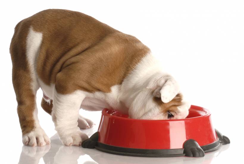 What food dog cannot eat