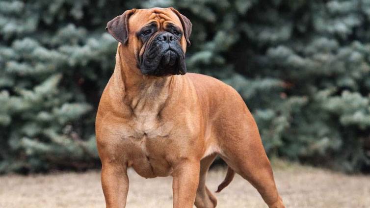 Bullmastiff