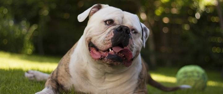 How to learn to understand a dog