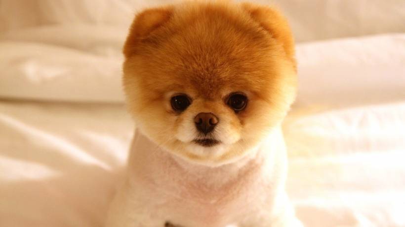 Choosing a breed of dog