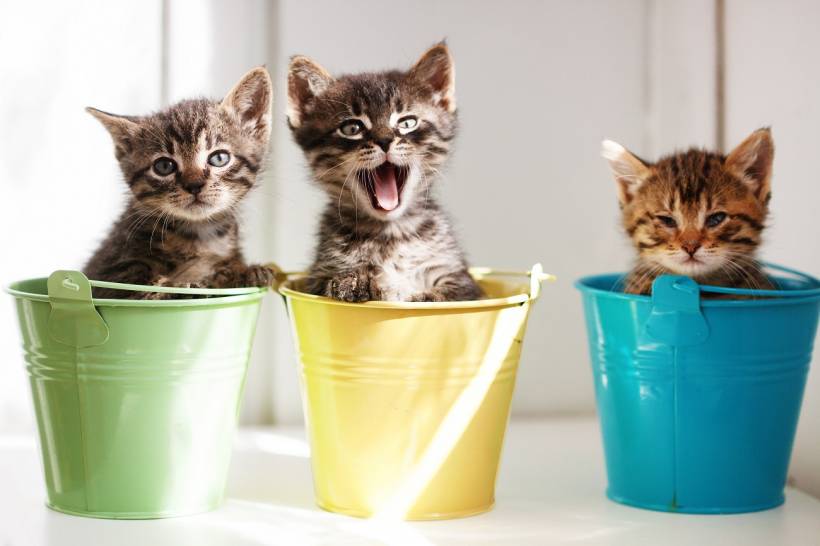 Handmade toys for cats