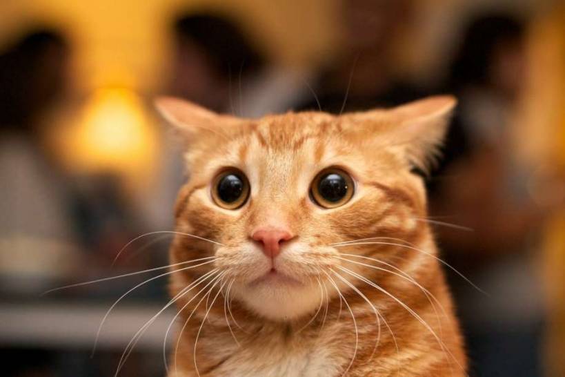 Fun Cat Games: How to Entertain Your Pet