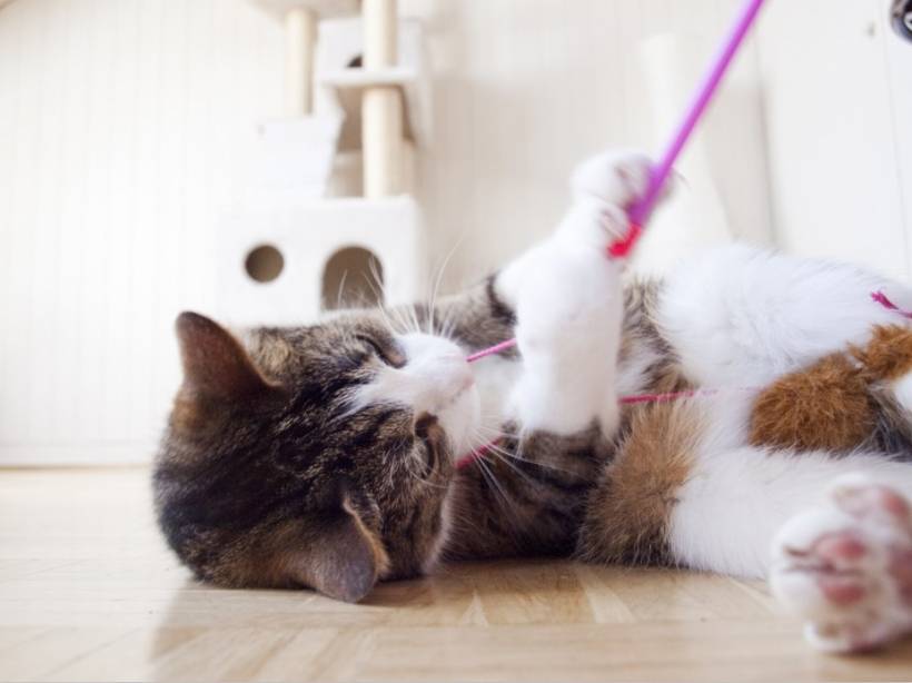 What games can you play with domestic cats?