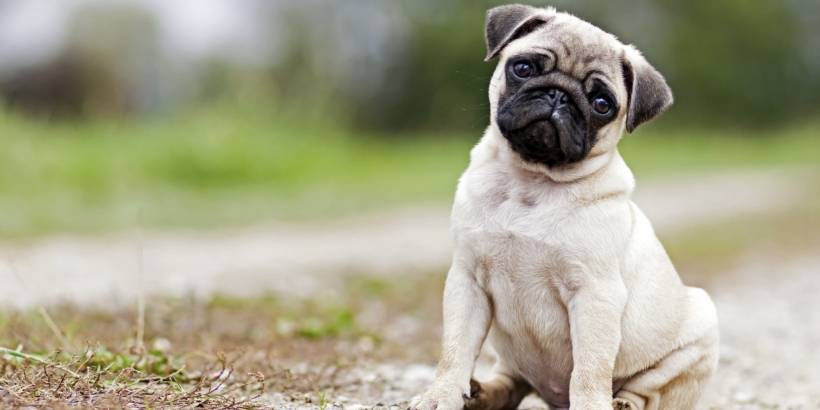 Pug - The peace-loving, lively, agile, quick-witted