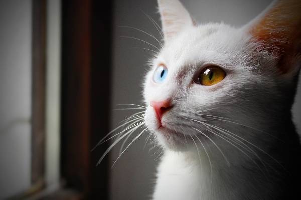 White cat breeds with different eyes