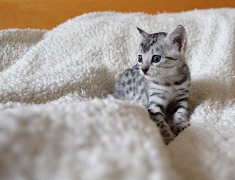 Cat breed Egyptian Mau