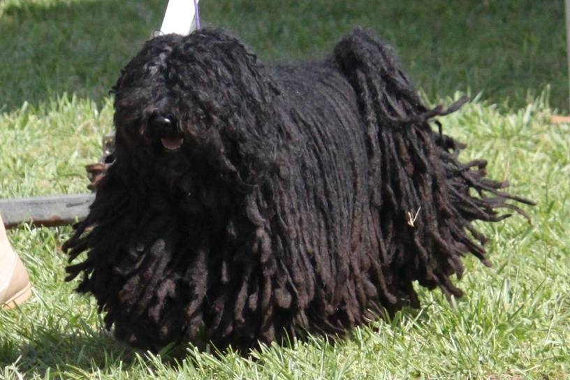 Features breed Puli and proper care.