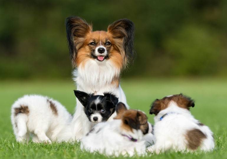 How to properly care for the puppy