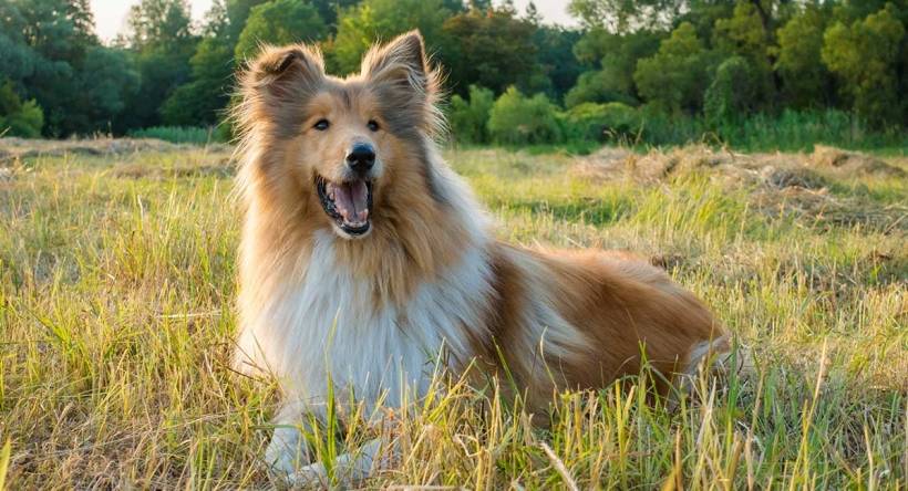 Scottish Collie or Scotch Collie