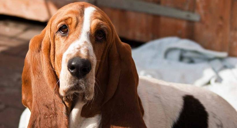 Description Basset Hound