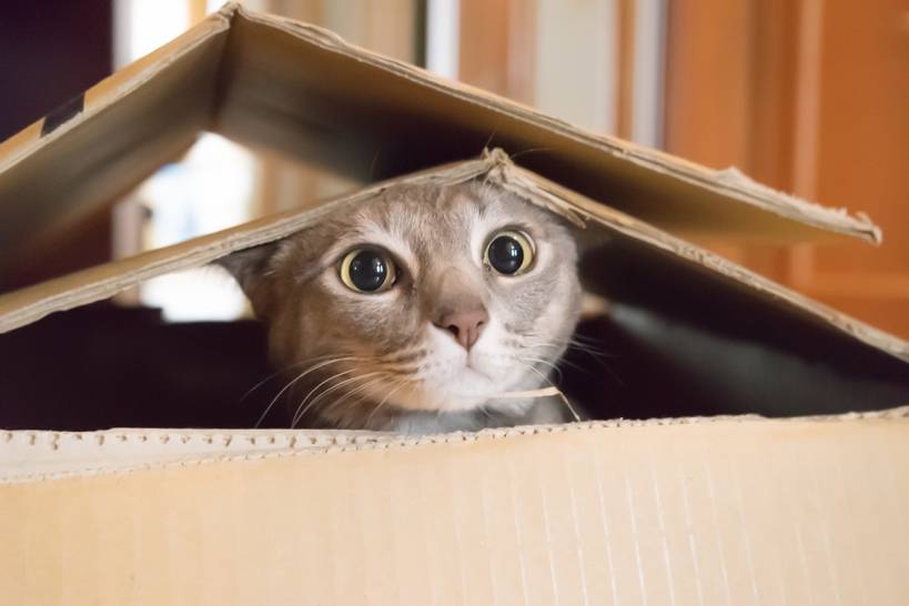 A sound cat in a sound house. Feed pets properly