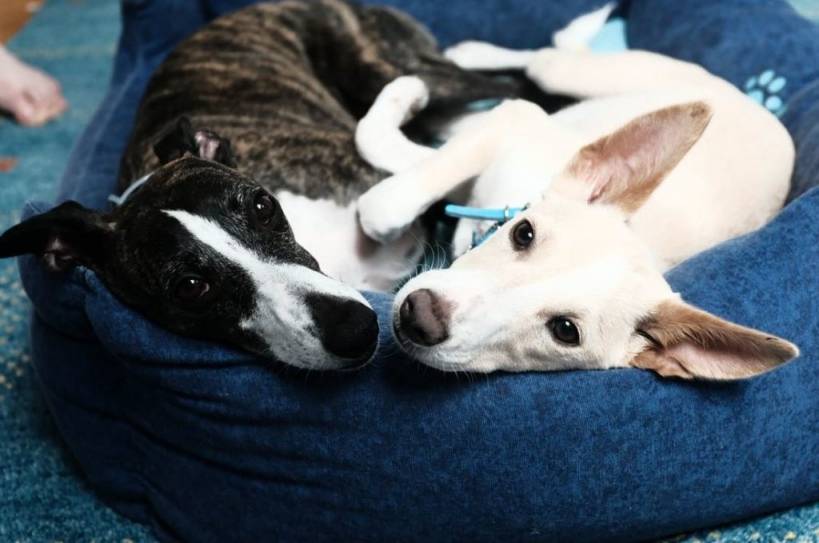 Dogs: we look at things differently
