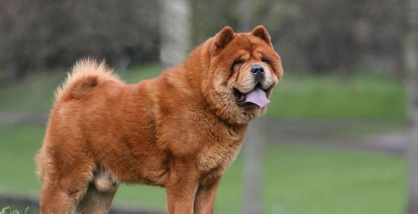 Top 10 most expensive dogs in the world