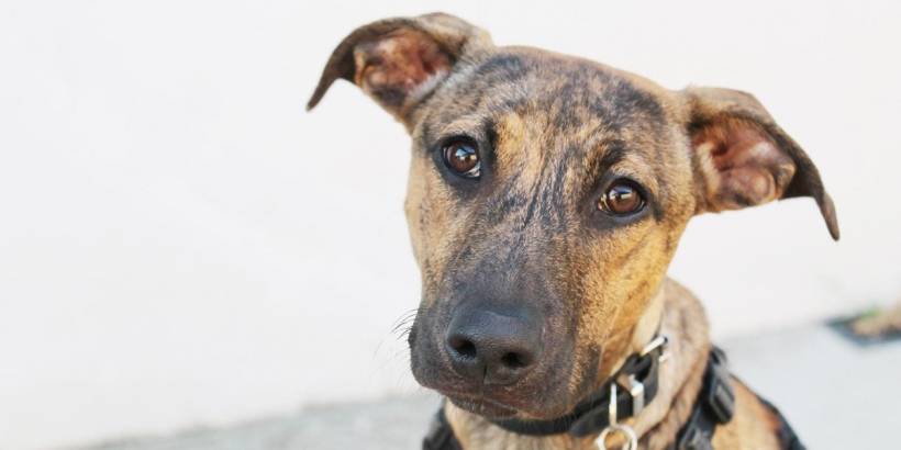 How to take care of a rising puppy