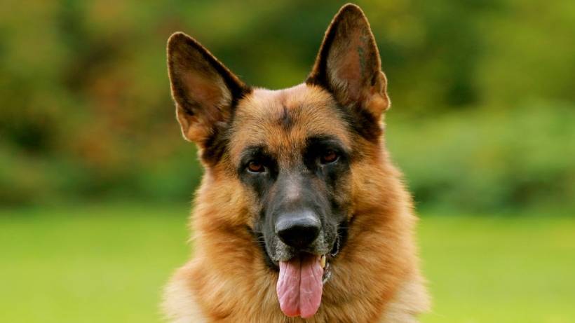 Everything You Need to Know About the German Shepherd Breed