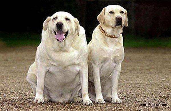 Overweight dogs: good or bad