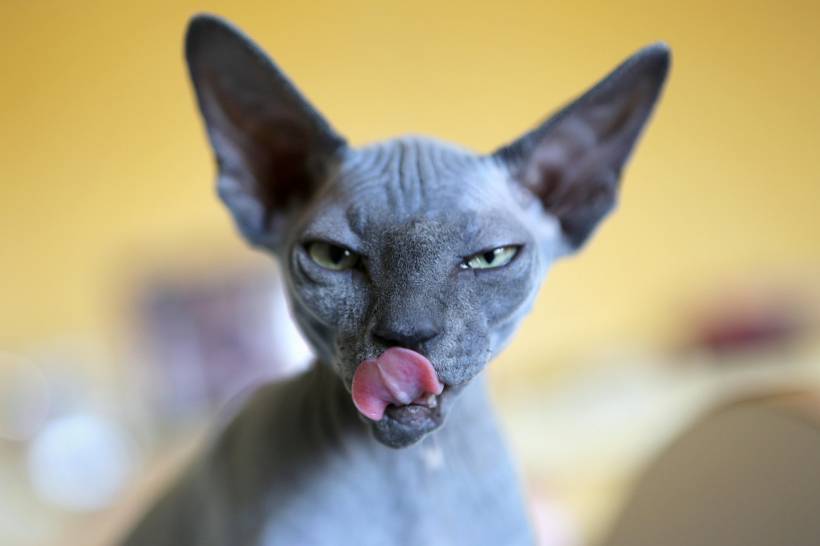Feeding Cats: What to Know Before You Begin