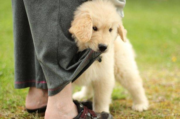 Psychological compatibility of a man and a dog