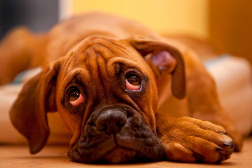How to help your dog to deliver?