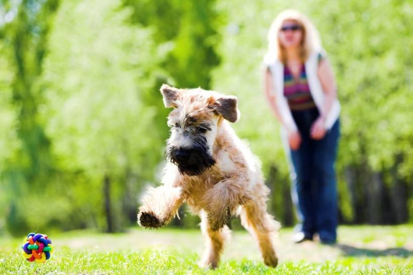Dog Training Tips
