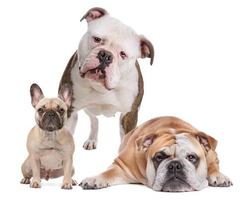 American, English and French bulldogs. Breeds' pecularities