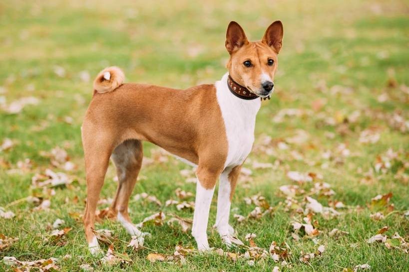 Basenji a dog that doesn’t bark
