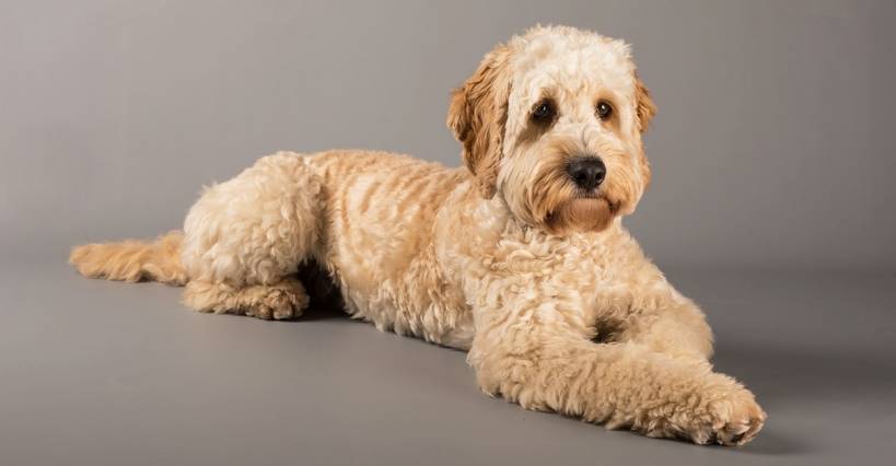American unusual half breed - cockapoo