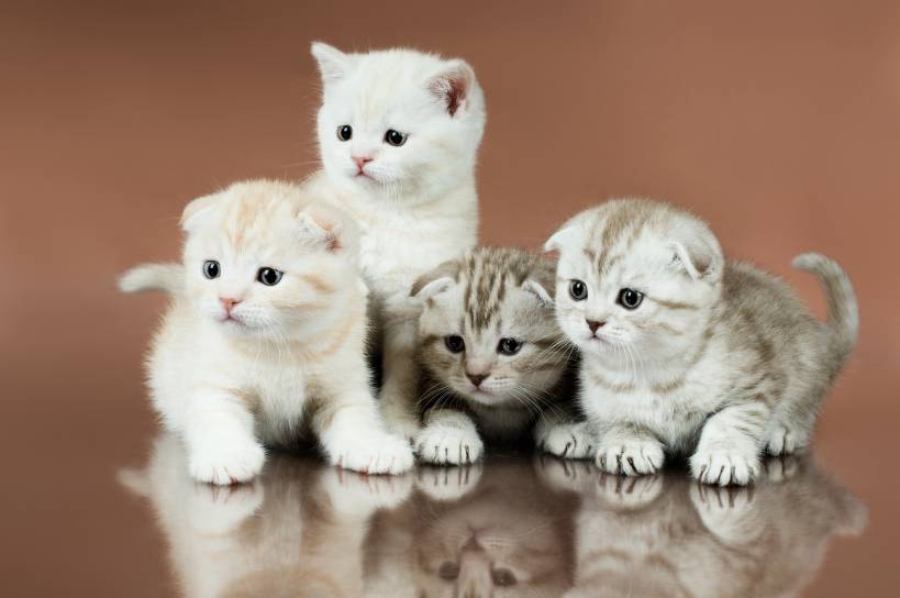 If you have decided to get a kitten