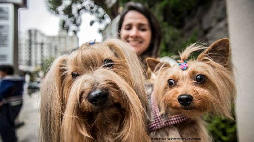 Make friends with pets safely