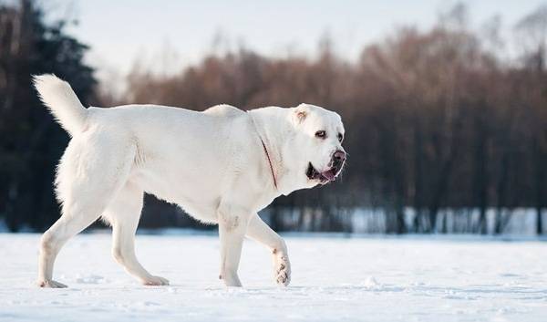 Discovering the Alabai: A Guide to the Central Asian Shepherd Dog