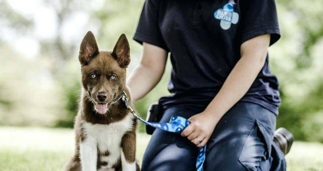 How to buy a healthy puppy?