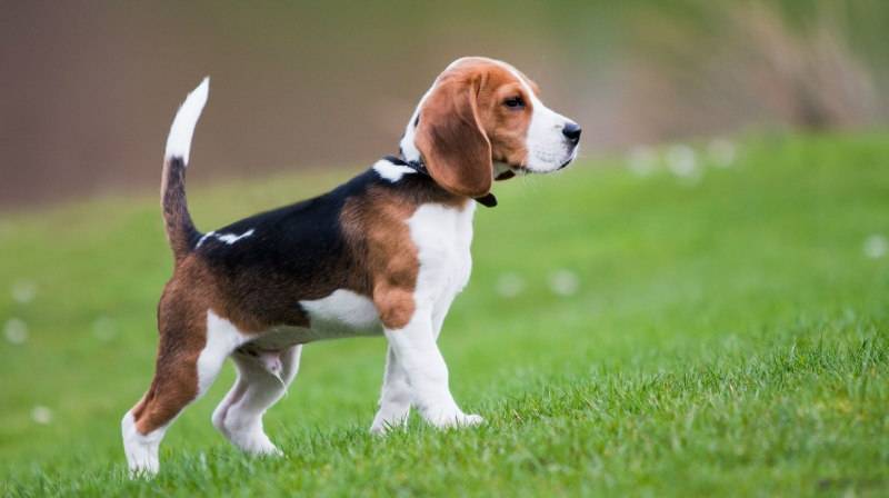 Hunting breeds of dog