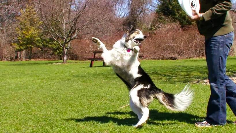 The Benefits of Owning a Companion Dog: A Guide for Pet Lovers