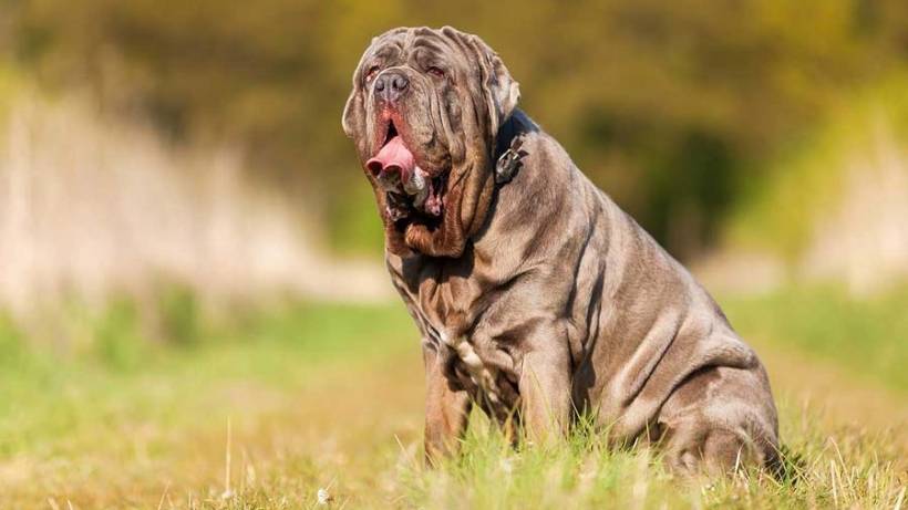 History breeding Neapolitan Mastiff