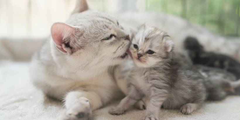 The most widespread breeds of cats