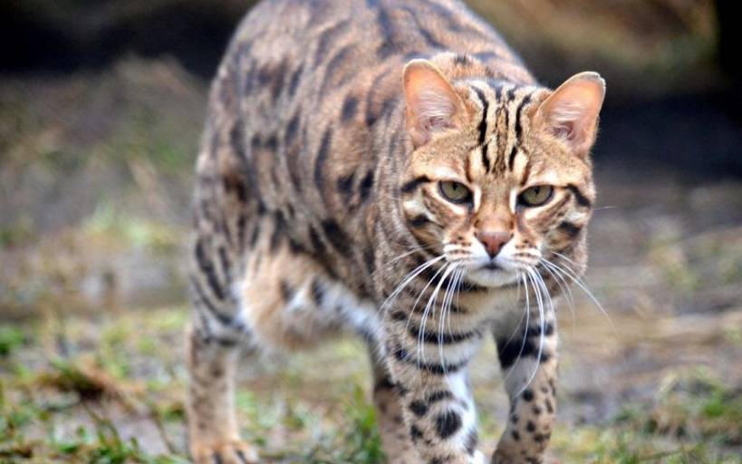 Ocicat - kindness in the wild appearance