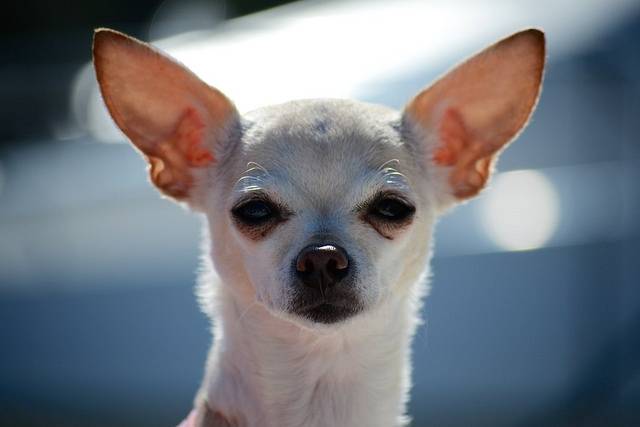 Chihuahua. Pecularities of the breed