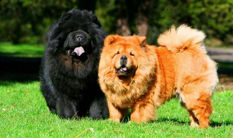 Teddy Bear - Dog Chow Chow
