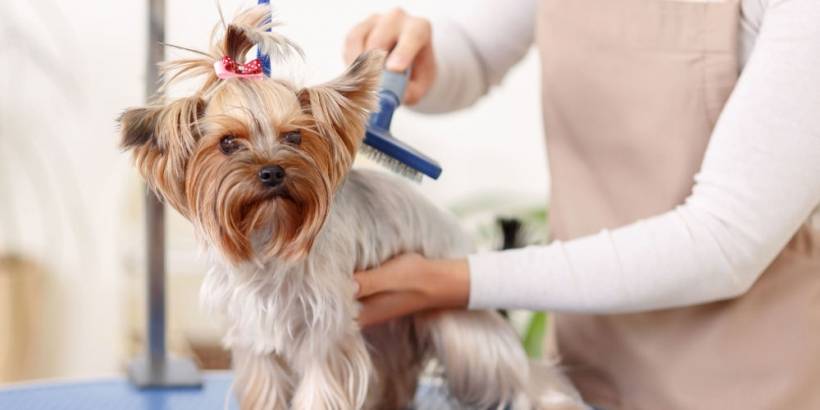 Pros of professional dog trimming