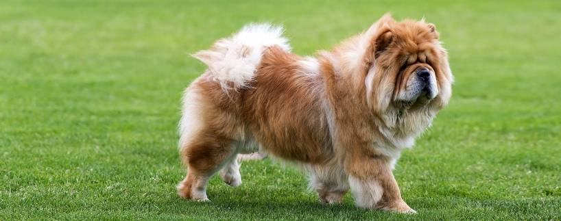 Dog breed Chow Chow