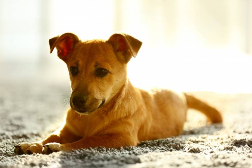 How to deal with dog aggression