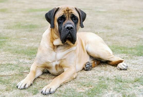 Talk about mastiffs