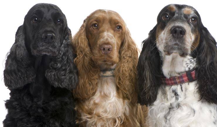 Dog breed of Spaniel