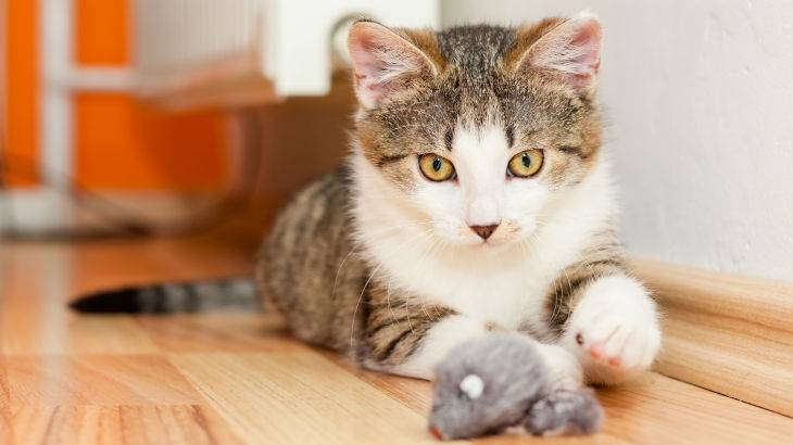 Some facts about cats