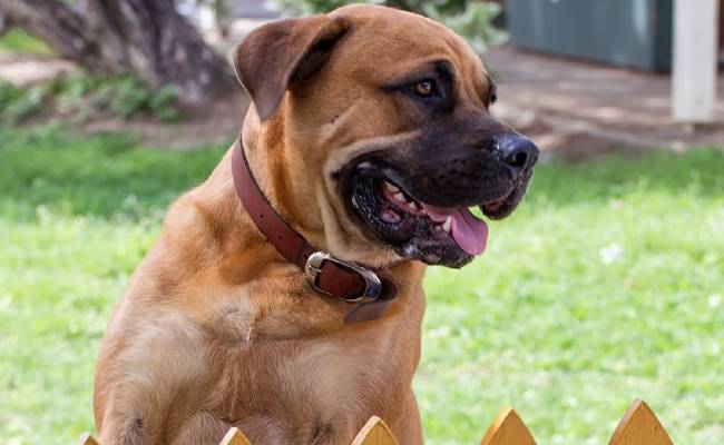 If your dog lives in the yard - how not to make your pet a monster chain
