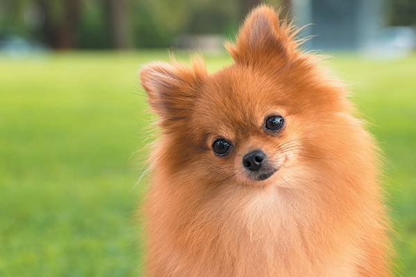 Pomeranian spitz