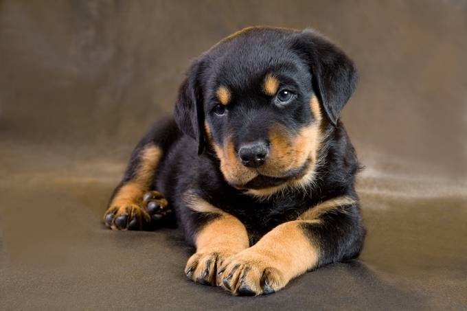 Dog breed Rottweiler