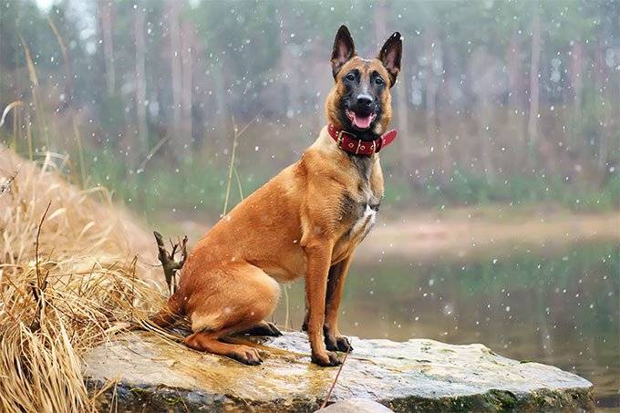 Malinois - Belgian Shepherd Dog